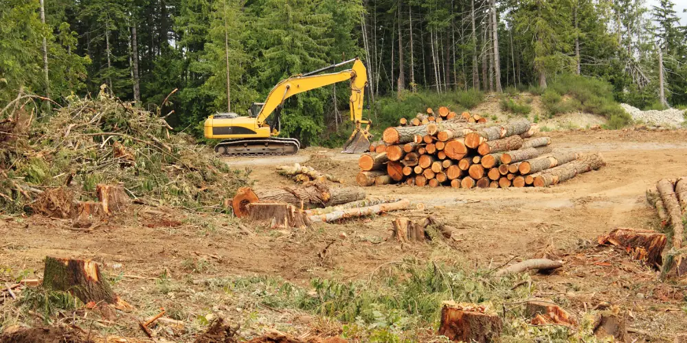 Lesy nejsou továrna na dřevo
